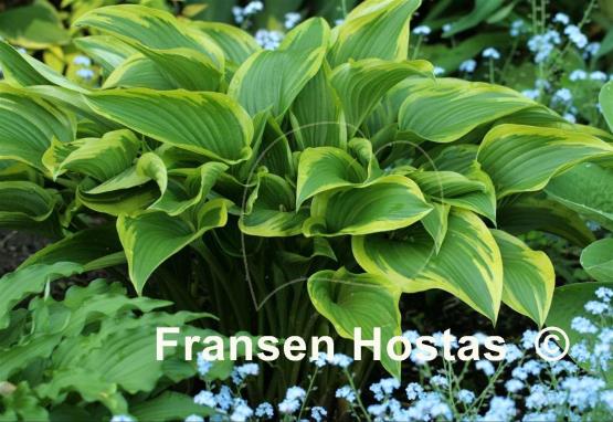 Hosta Exotic Presentation